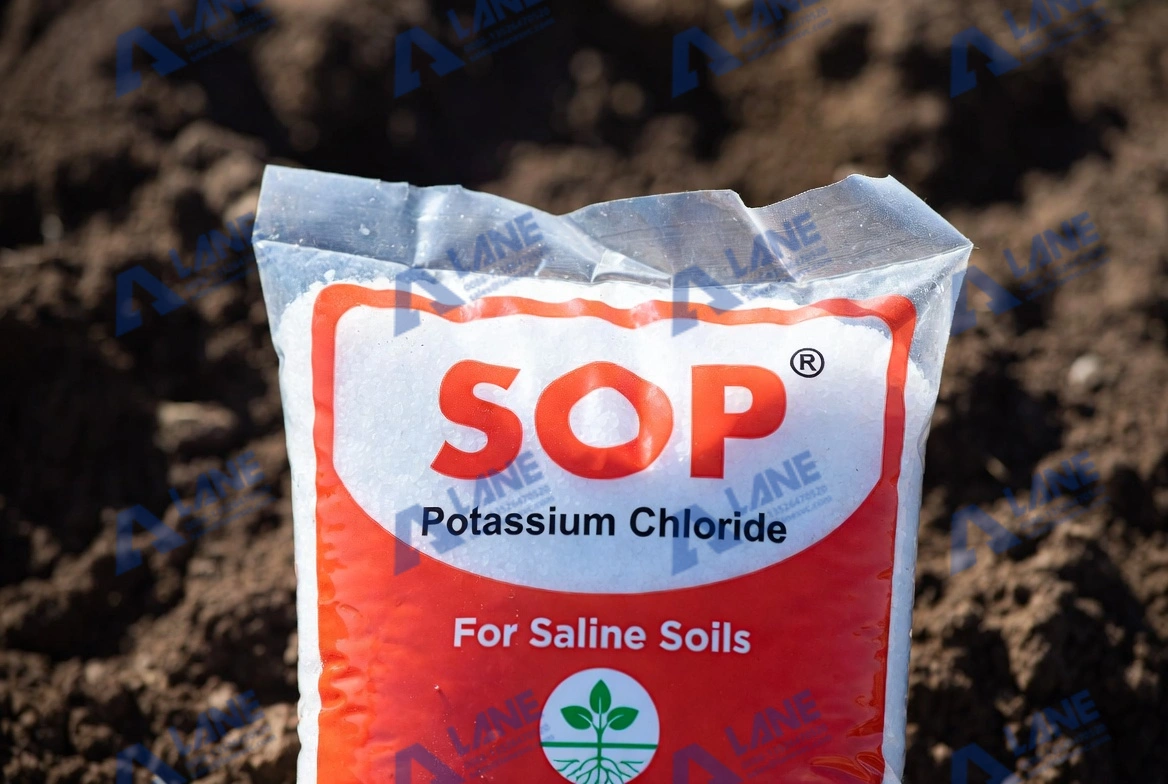Reclaiming Productivity: SOP Fertilizer for Saline Soils
