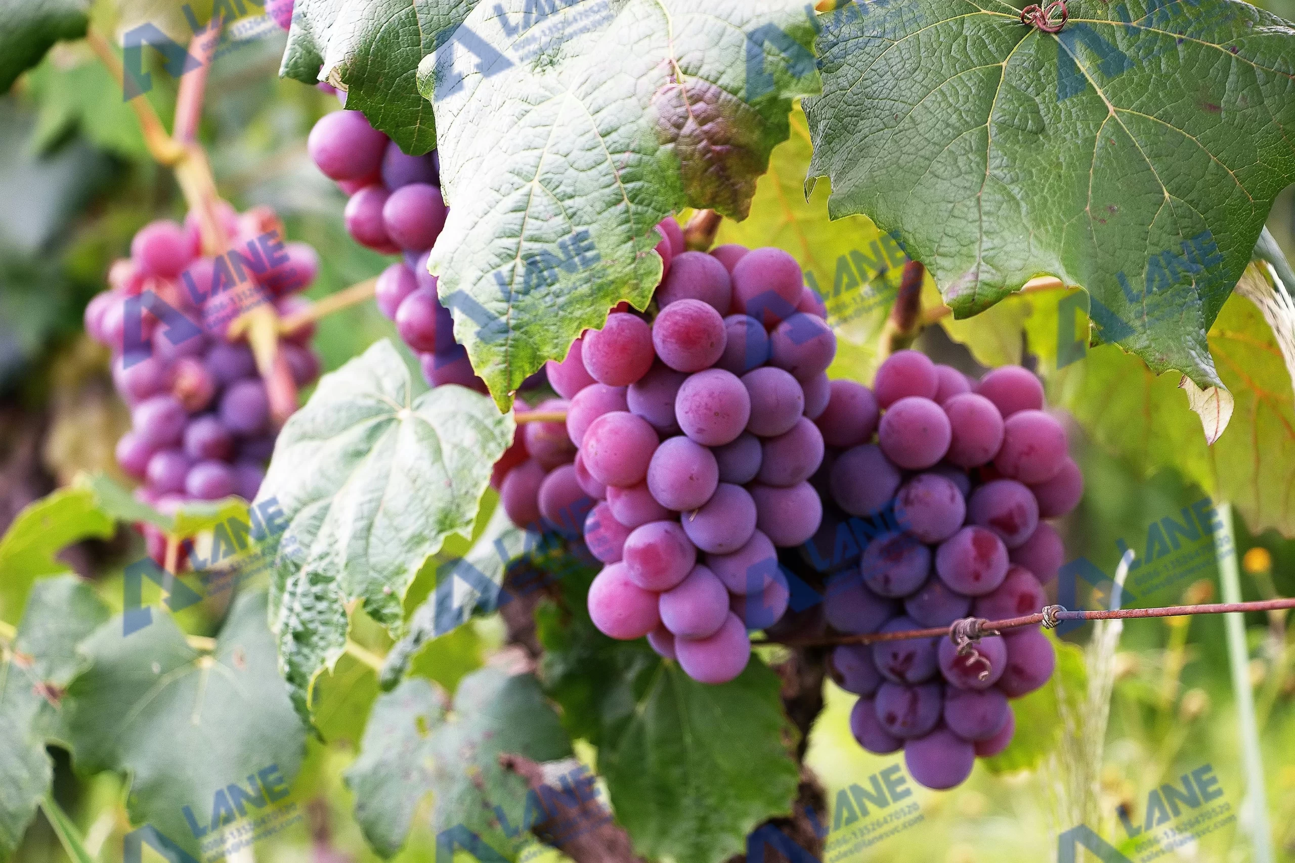 Optimizing Vine Health: Quality-Consistent SOP Fertilizer for Grapes | LANE Industry