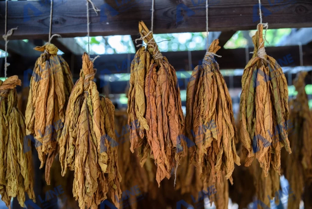 SOP fertilizer for tobacco crop