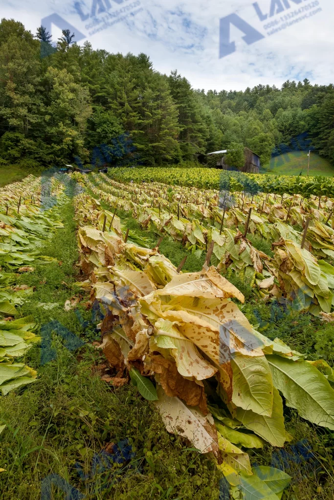 SOP Fertilizer production Line for Tobacco