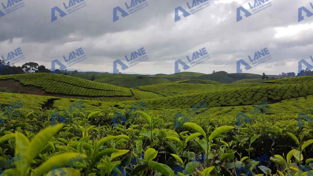 SOP fertilizer production line for tea plantation