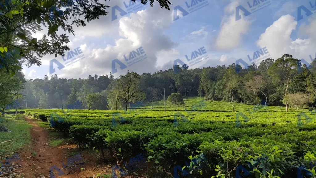 potassium sulfate fertilizer production line for tea