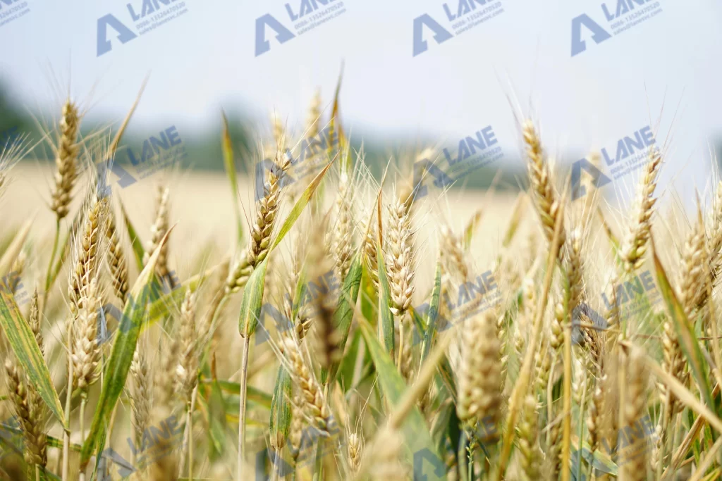 SOP fertilizer recommended crops list