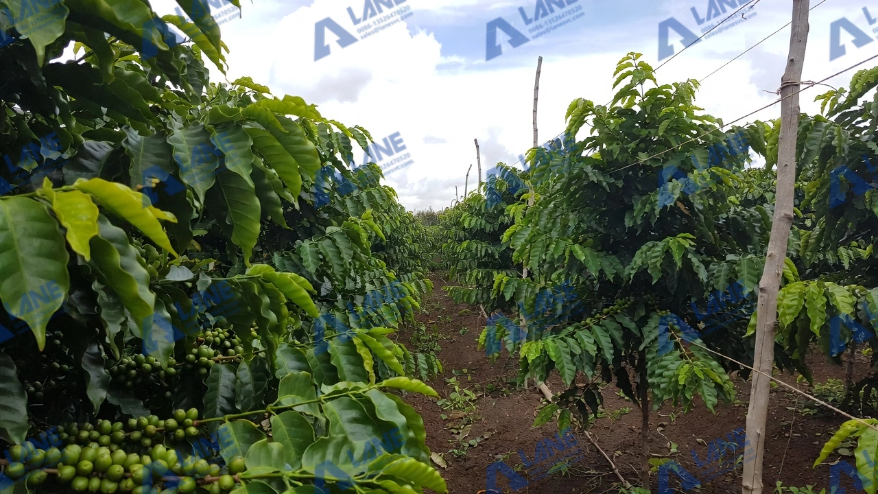 SOP Fertilizer for Coffee in Ethiopia: Production Advantages & Seasonal Usage