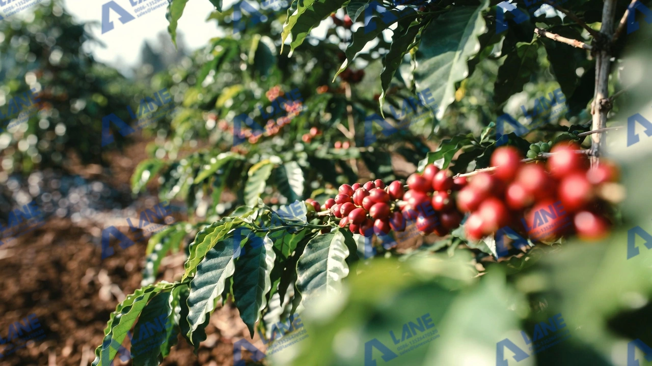 SOP Fertilizer for Coffee Quality and Taste: Production & Usage Guide